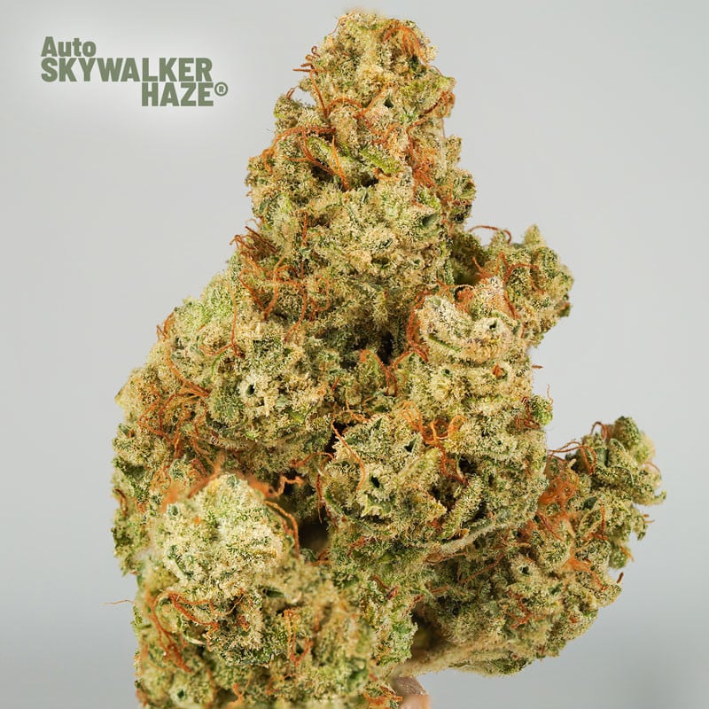 Auto Skywalker Haze von Dutch Passion