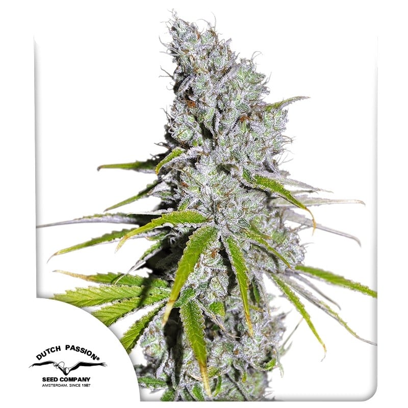 CBD Skunk Haze von Dutch Passion