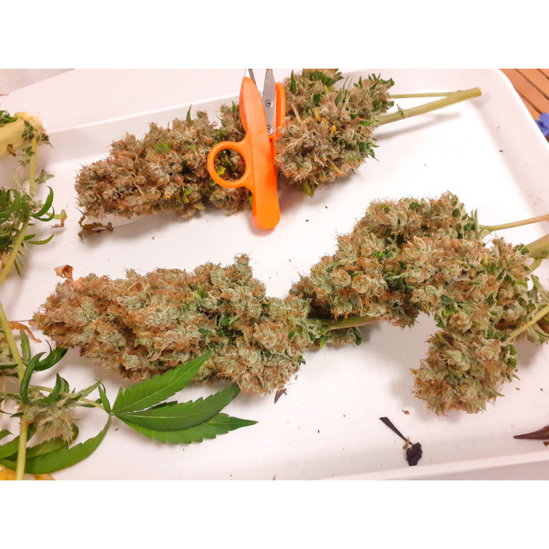 CBG-Force von Dutch Passion