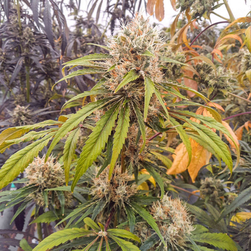 CBG-Force von Dutch Passion