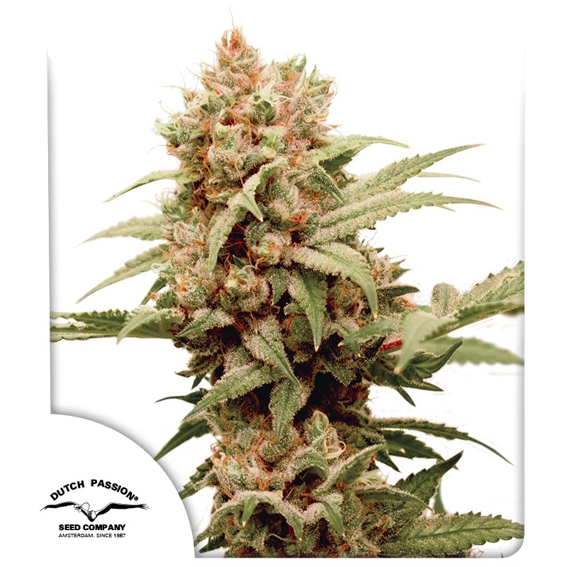 CBG-Force von Dutch Passion