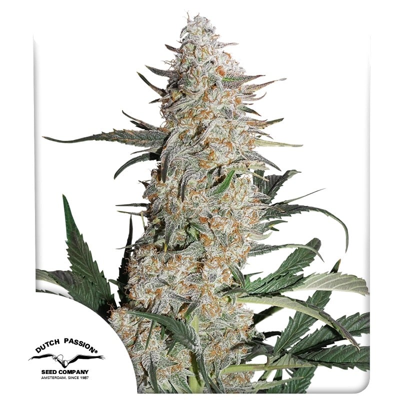 Critical Orange Punch von Dutch Passion