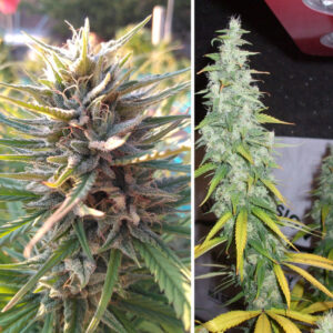 Desfrán von Dutch Passion