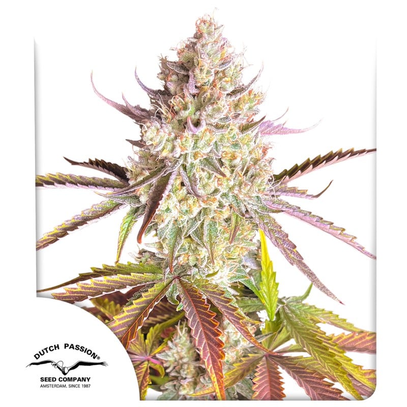 Fruit Bomb Punch von Dutch Passion