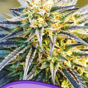 GMO Auto Barneys Farm 1 Seed