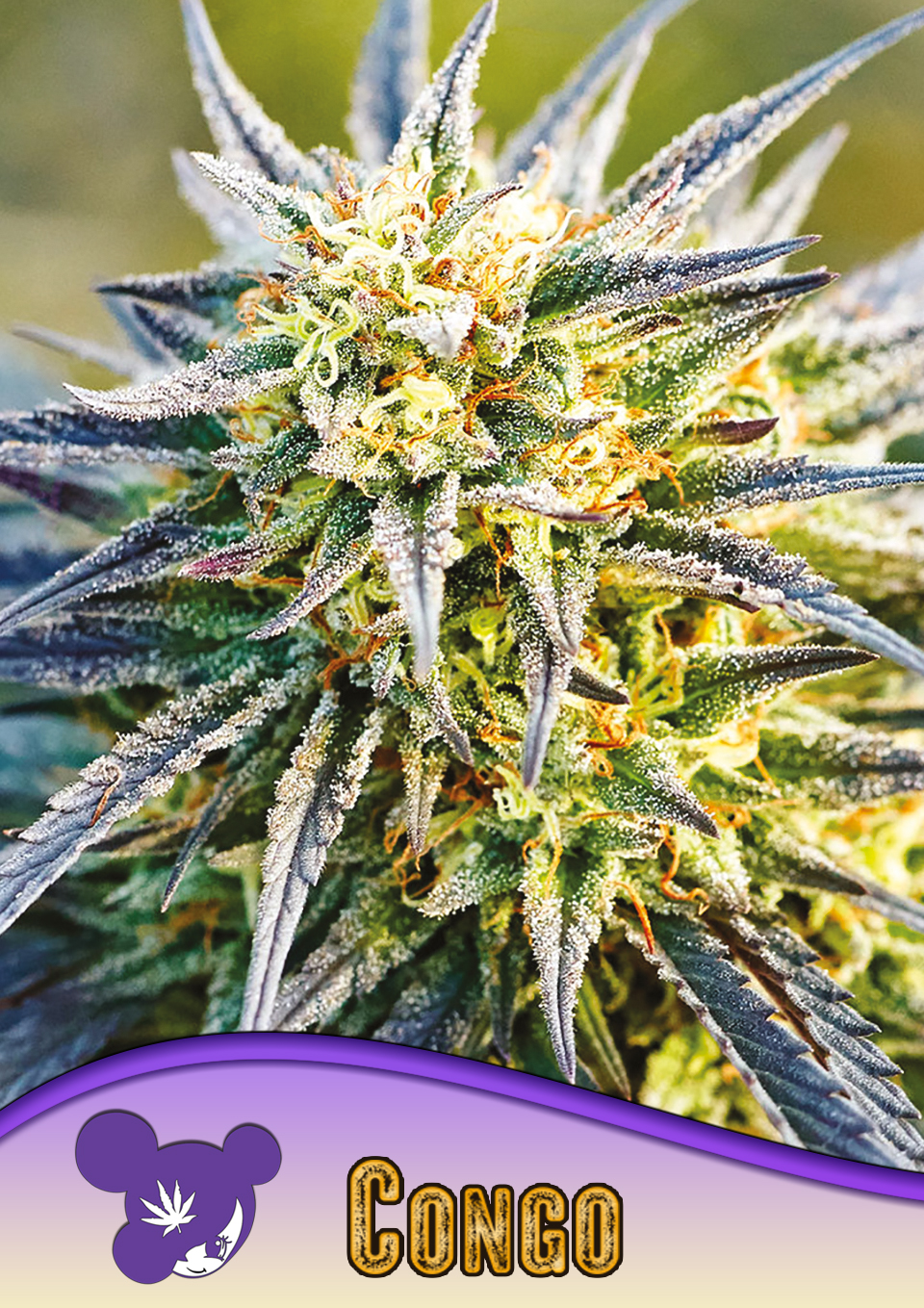 GMO Auto Barneys Farm 1 Seed