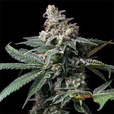 GMO X Hollywood Cookies Seed Bank 6 Seeds