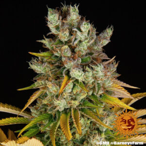 GMO von Barney’s Farm 1 Seed