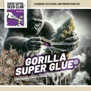 Gorilla Super Glue Dutch Passion 3 Seeds