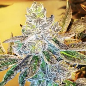 HONEY RUNTZ – EL KREM 3 Seeds Purple City Genetics