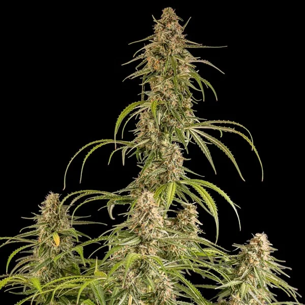 Hyperion F1 3 Seeds RQS – Bild 6