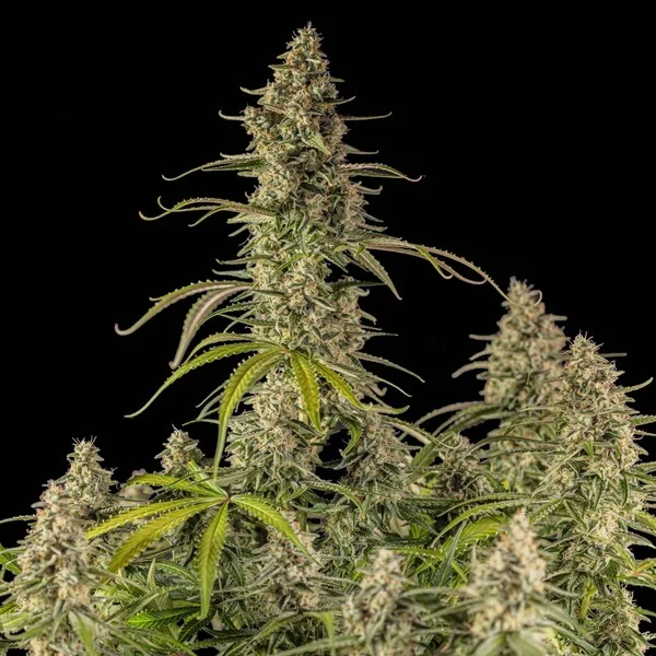 Hyperion F1 3 Seeds RQS – Bild 5