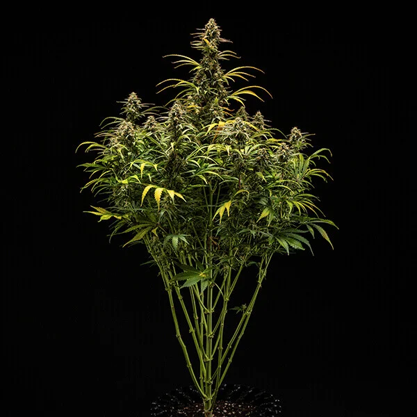 Hyperion F1 3 Seeds RQS – Bild 4