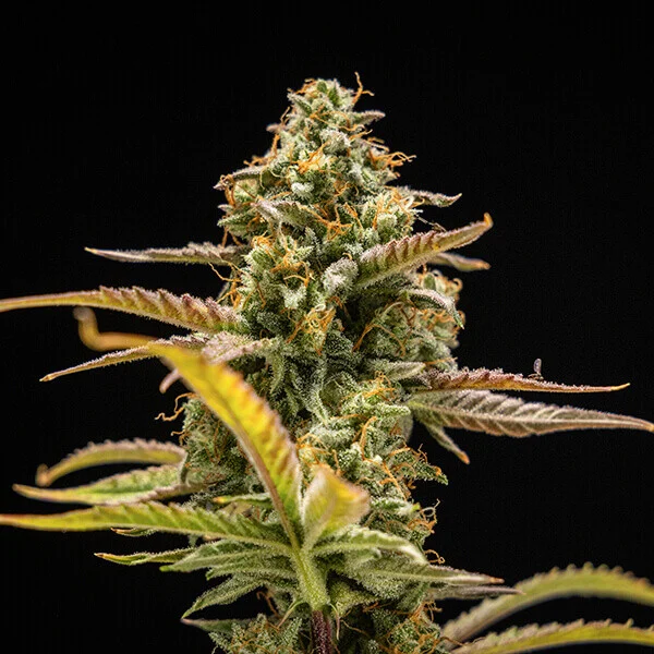 Hyperion F1 3 Seeds RQS – Bild 3