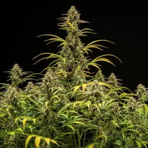 Hyperion F1 3 Seeds RQS