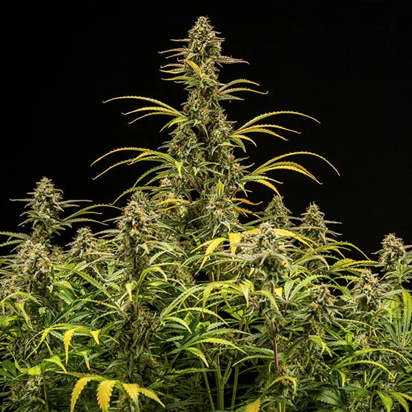 Hyperion F1 3 Samen RQS