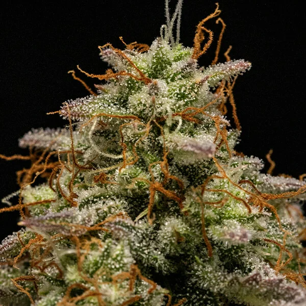 Hyperion F1 3 Seeds RQS – Bild 2