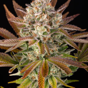 Jealousy Barneys Farm 3 Seeds