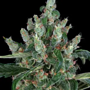 Laughing Buddha Barneys Farm 1 Seed