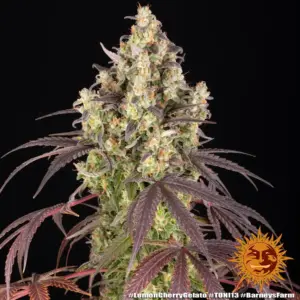 Lemon Cherry Gelato 3er