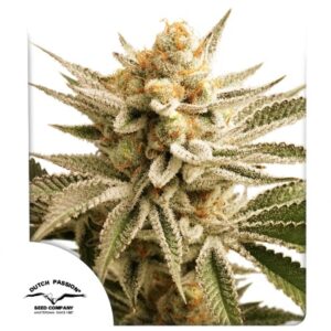 Lemon Z Dutch Passion 3 Seeds