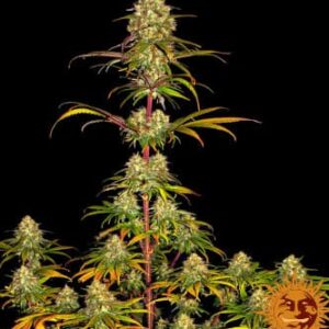 Liberty Haze Barneys Farm 1 Seed