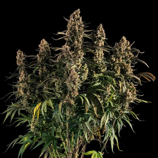 Medusa F1 3 Seeds RQS – Bild 6