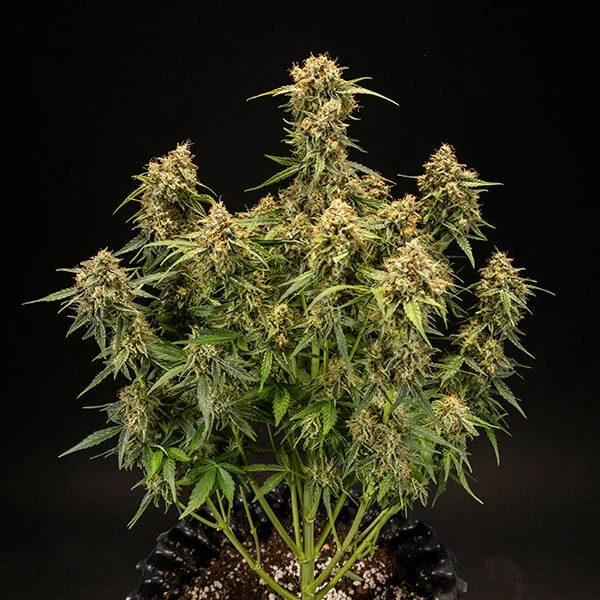 Medusa F1 3 Seeds RQS – Bild 4
