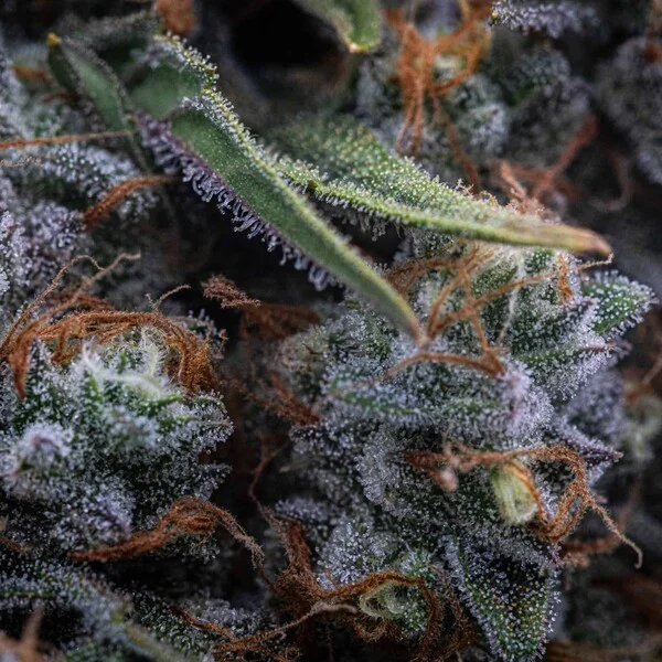 Medusa F1 3 Seeds RQS – Bild 3