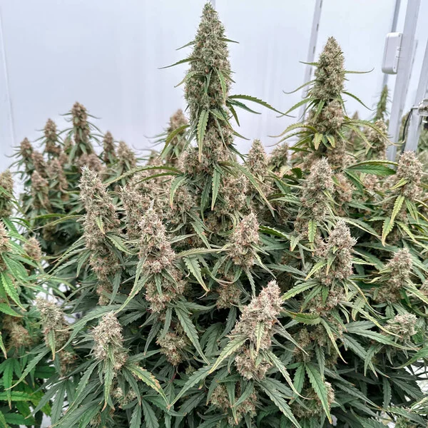 Medusa F1 3 Seeds RQS – Bild 2