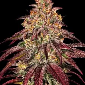 Mimosa x Orange Punch Auto 1 Seed Barneys Farm