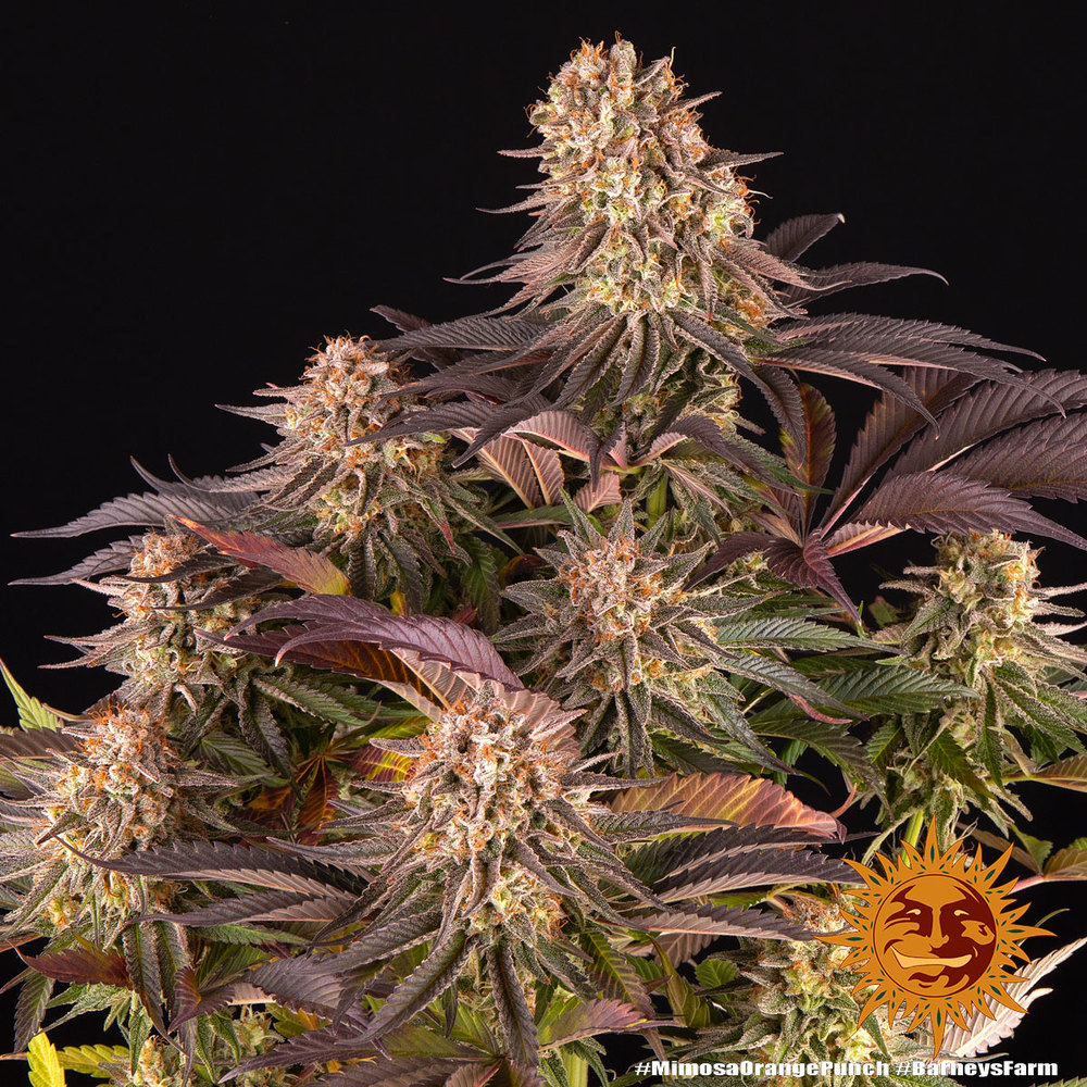 Mimosa x Orange Punch 3 Seeds Barneys Farm