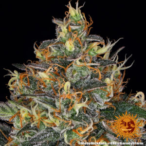 farm auto