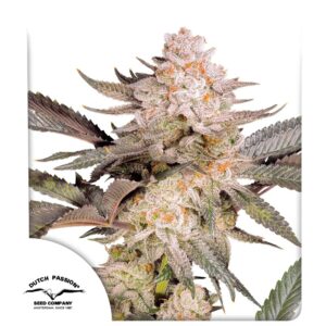 Orange Bud 2.0 3 Seeds Dutch Passion