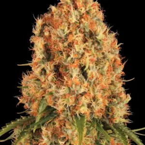 Orange Sherbert 3 Seeds Barneys Farm