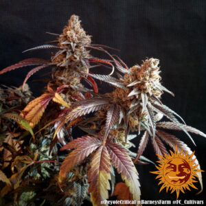 Peyote Critical 3 Seeds Barneys Farm