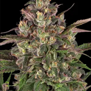 Peyote Critical 1 Seed Barneys Farm