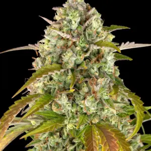 Pineapple Express Auto 1 Seed Barneys Farm