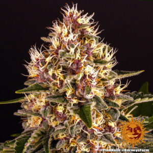 Pink Kush 1 Seed Barneys Farm