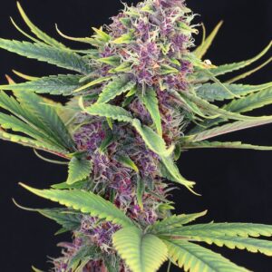 Purple Kush 3+1 Seeds Kannabia
