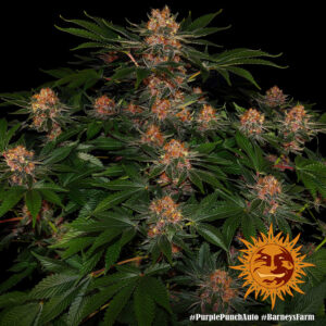 Purple Punch Auto 3 Seeds Barneys Farm