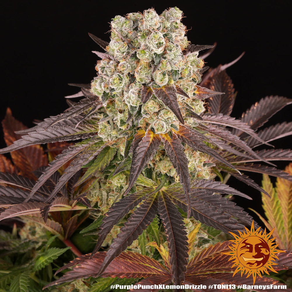 Purple Punch x Lemon Drizzle 3 Seeds Barneys Farm
