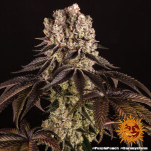 Purple Punch 3 Seeds Barneys Farm