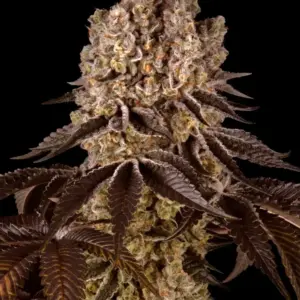 Purple Punch 1 Seed Barneys Farm