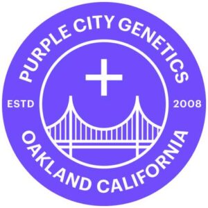 Marrakesh – EL KREM 3er Purple City Genetics