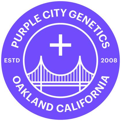 Marrakesh – EL KREM 3er Purple City Genetics