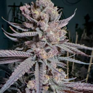 Ripe Solfire Gardens 3 Seeds