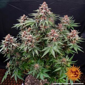 Runtz Auto 3 Seeds Barneys Farm