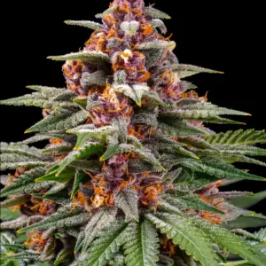 Runtz Auto 1 Seed Barneys Farm