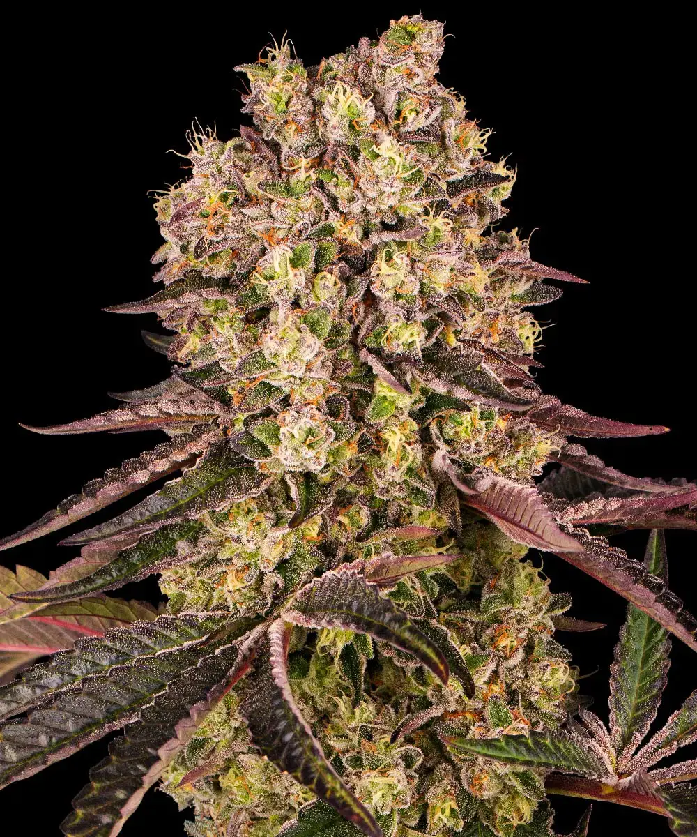 Runtz Muffin 3 Seeds Barneys Farm – Bild 6